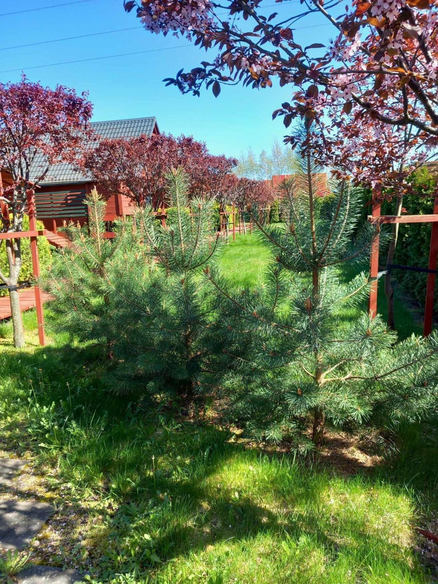 Mandarynka Ow Villa Jaroslawiec Luaran gambar